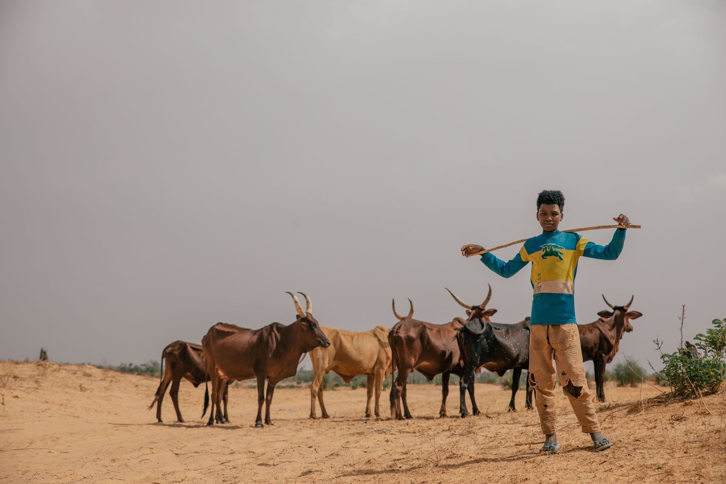 A Fulani herdsman with cattle in Nigeria